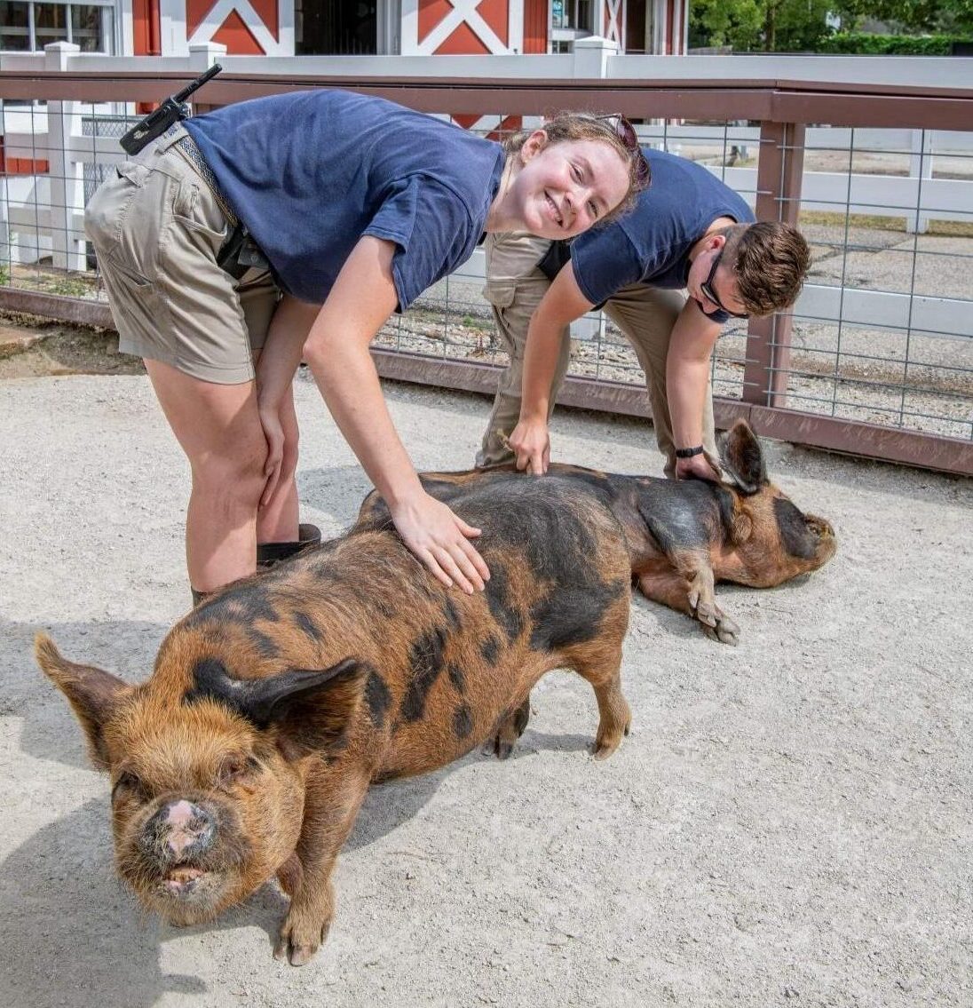 Zookeepers with kunekune pigs
