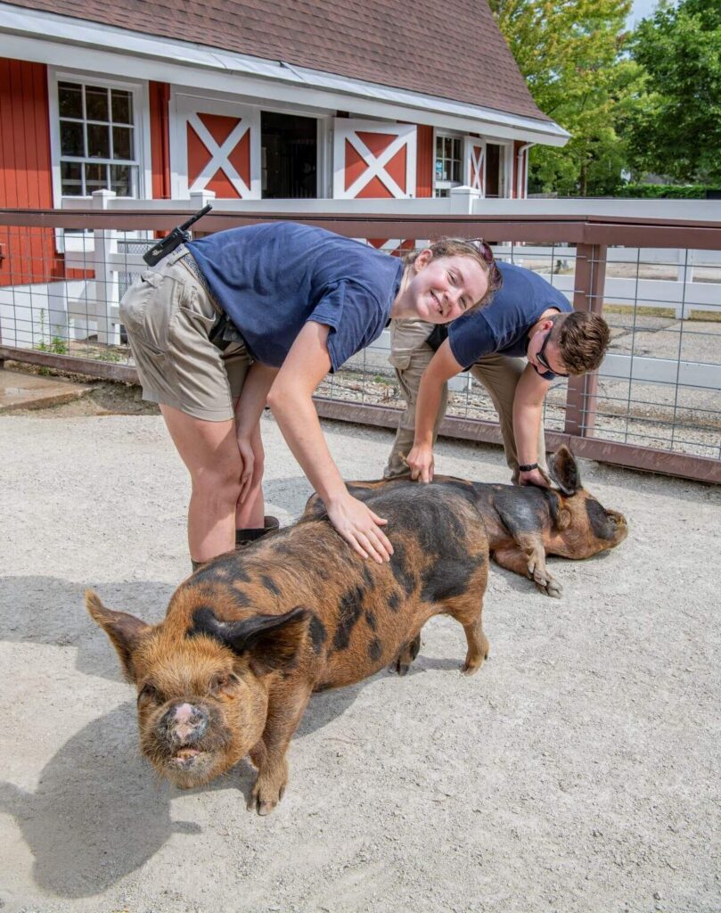 Zookeepers with kunekune pigs