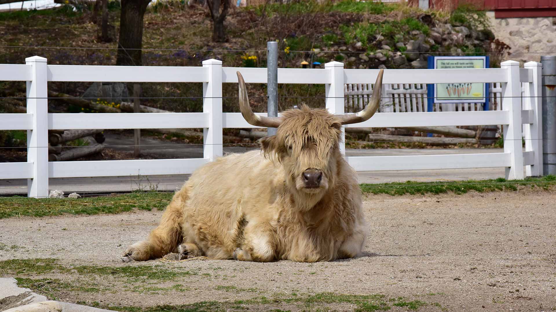 Highland Cow - Jimmys Farm, Zoo & Wildlife Park