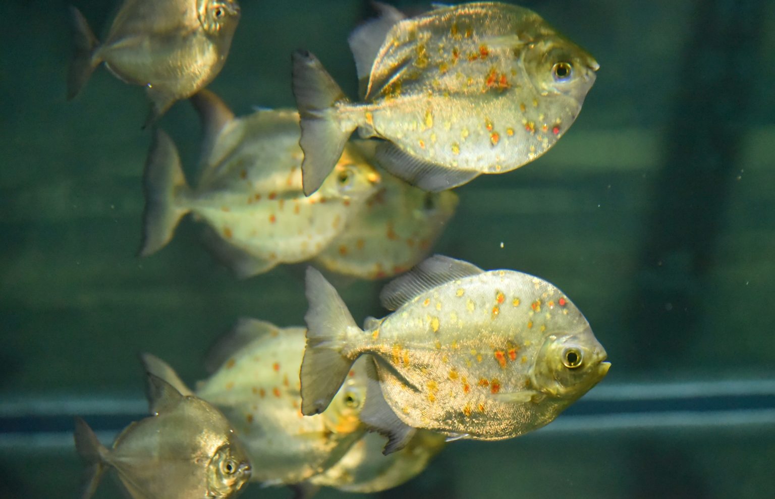 Silver Dollar Fish Milwaukee County Zoo