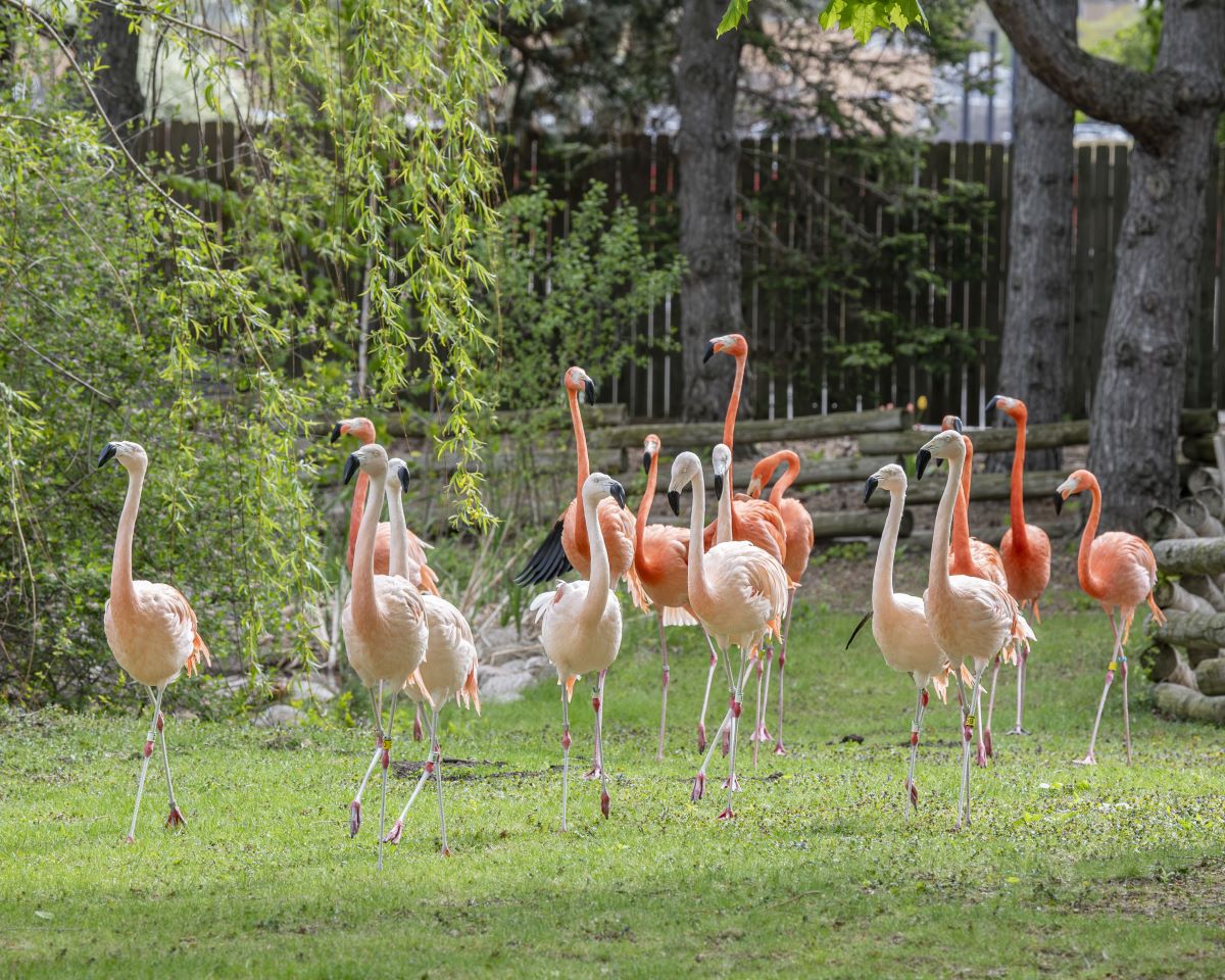 Different colored flamingos walking together on grass