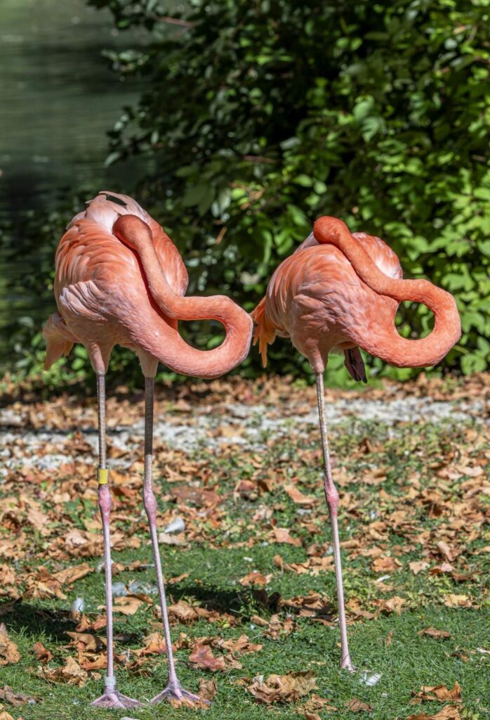 Two flamingos sleeping upright