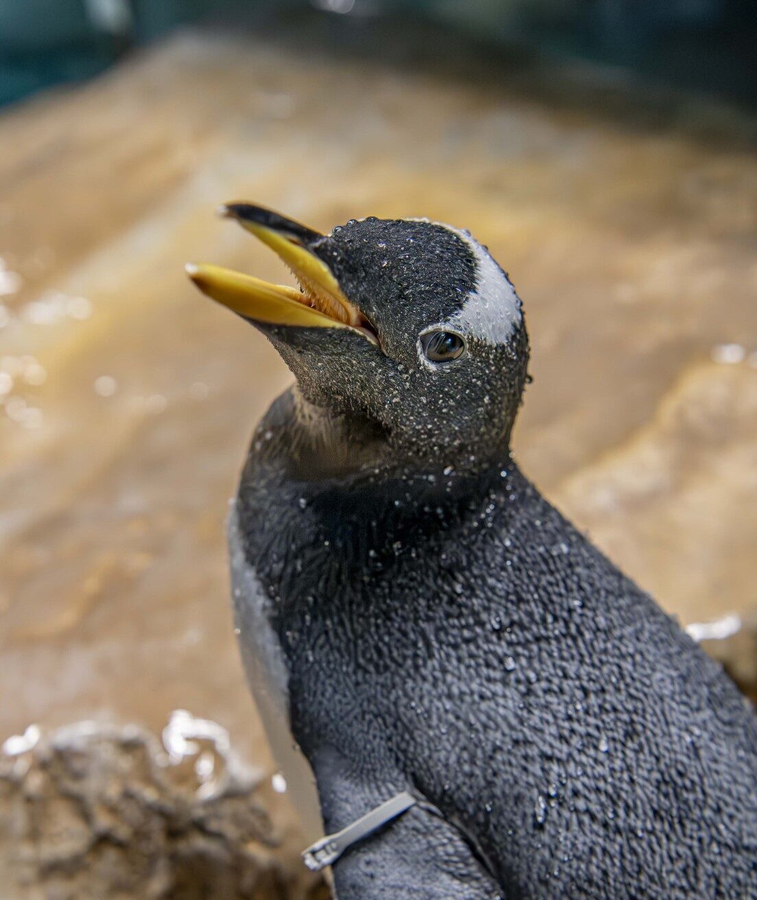 Gentoo penguin chick