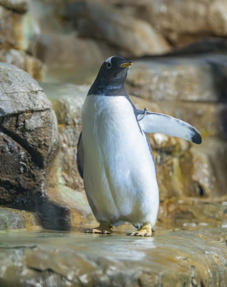 Gentoo penguin chick