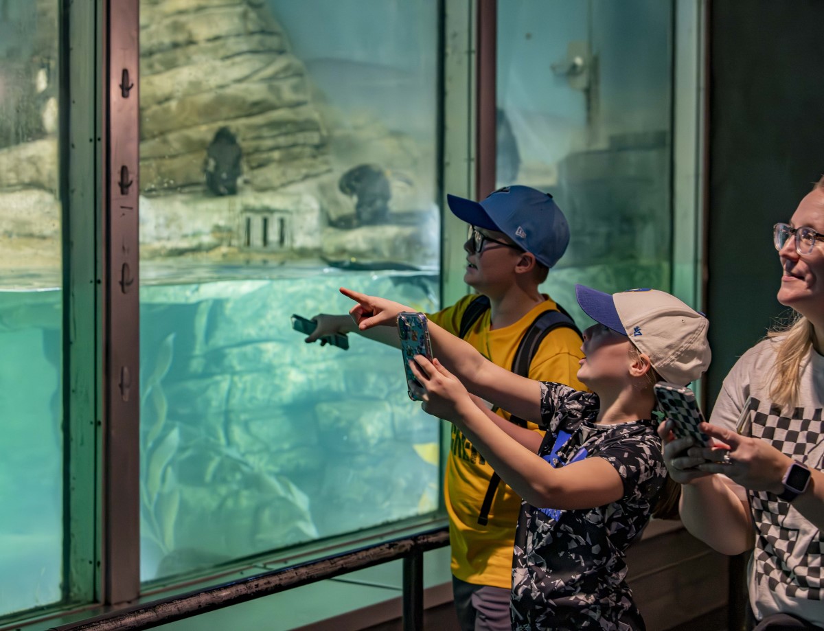 Family pointing and taking photos of the indoor penguin habitat