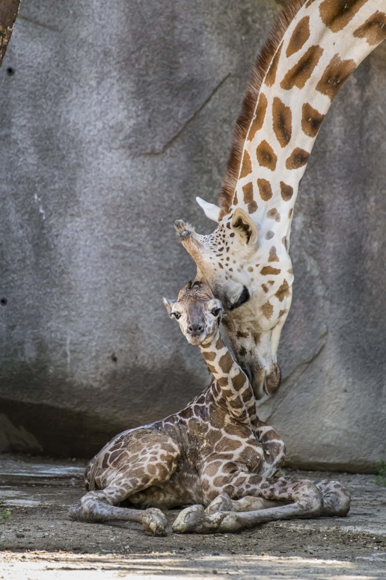 Giraffe Baby Birth