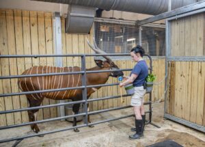 Zookeeper Stef training with an Eastern bongo