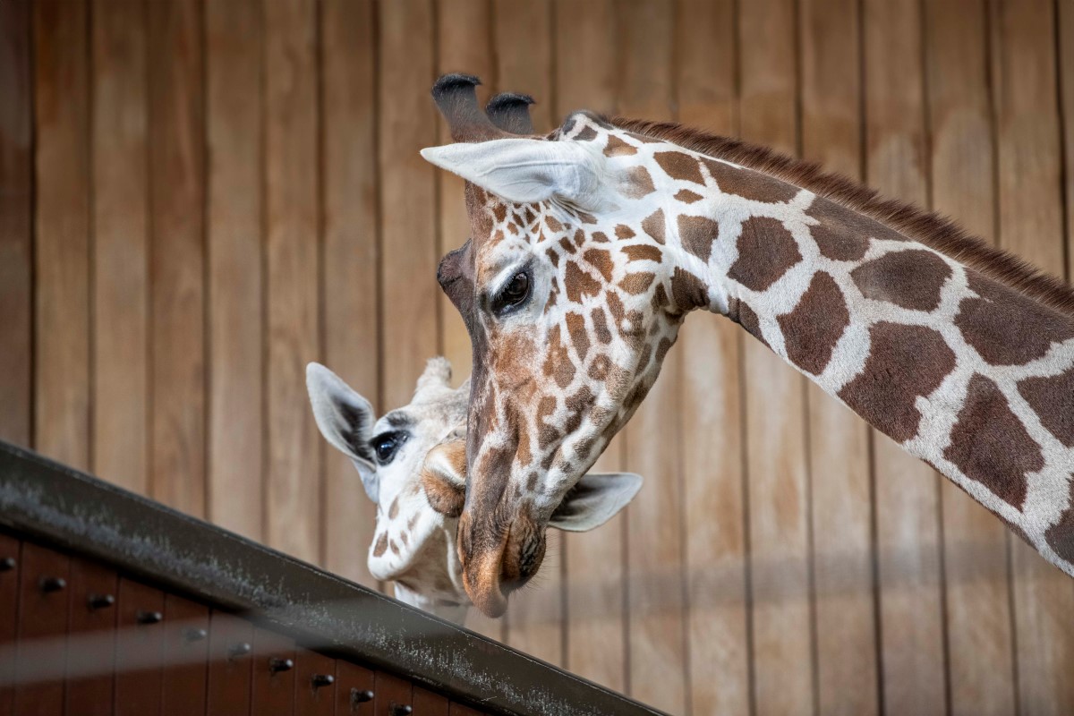 The Zoo Welcomes a New Male Giraffe to the Herd - Milwaukee County Zoo