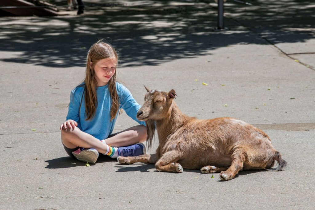 Young girl petting a goat