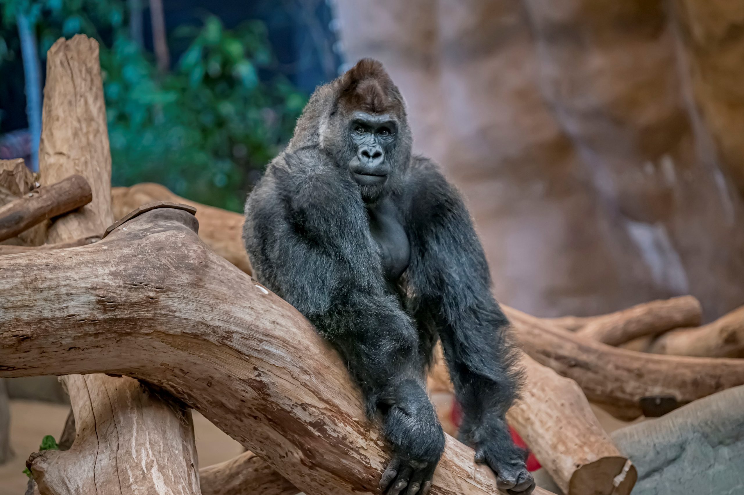 Even The Gorillas And Bears In Our Zoos Are Hooked On Even The Gorillas And Bears In Our Zoos Are Hooked On