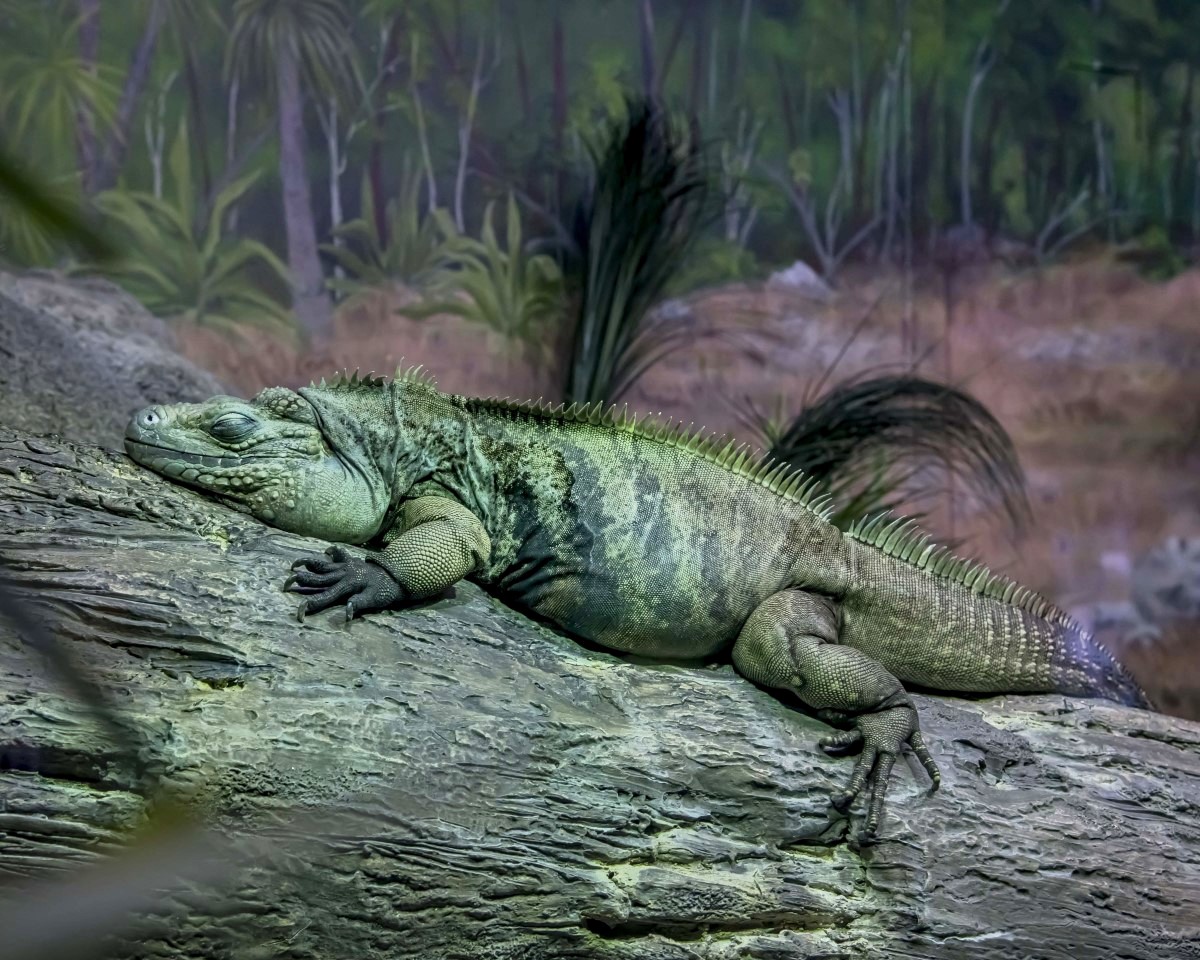 Grand Cayman blue iguana sleeping on a log