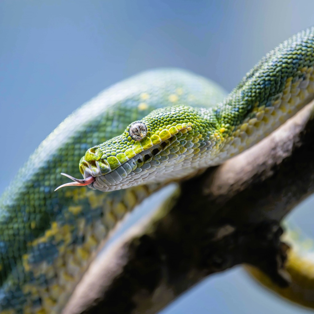 Green tree python sticking their tongue out