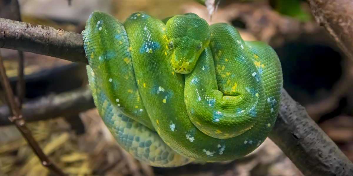 Meet Our Animals - Milwaukee County Zoo