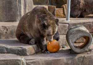 Grizzly bear sniffing a carved pumpkin