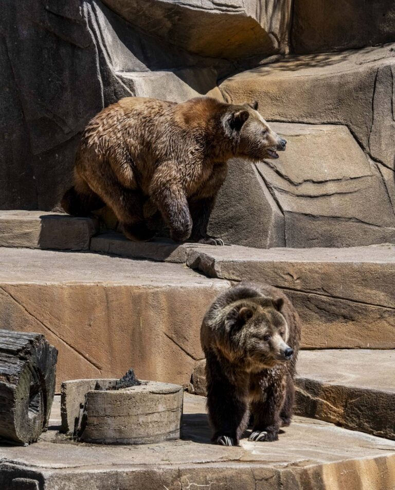 Grizzly bears sitting in the sun in their outdoor habitat