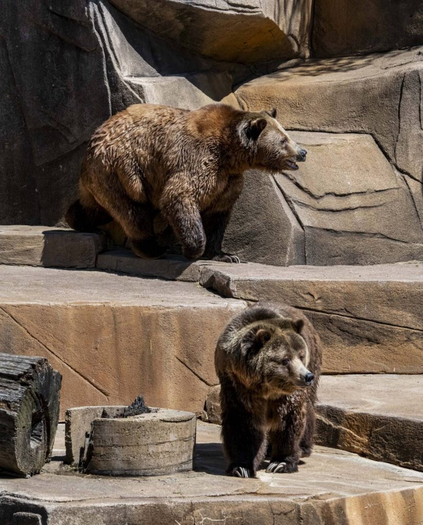 Grizzly bears sitting in the sun in their outdoor habitat