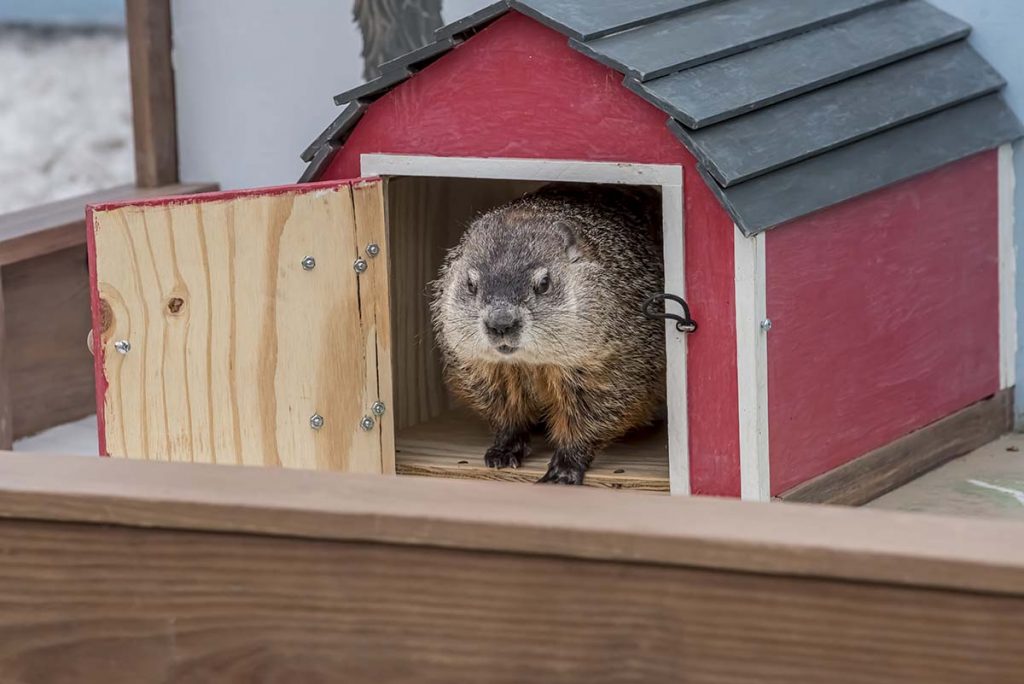 Milwaukee County Zoo Groundhog Day 2024 Wynny Karolina