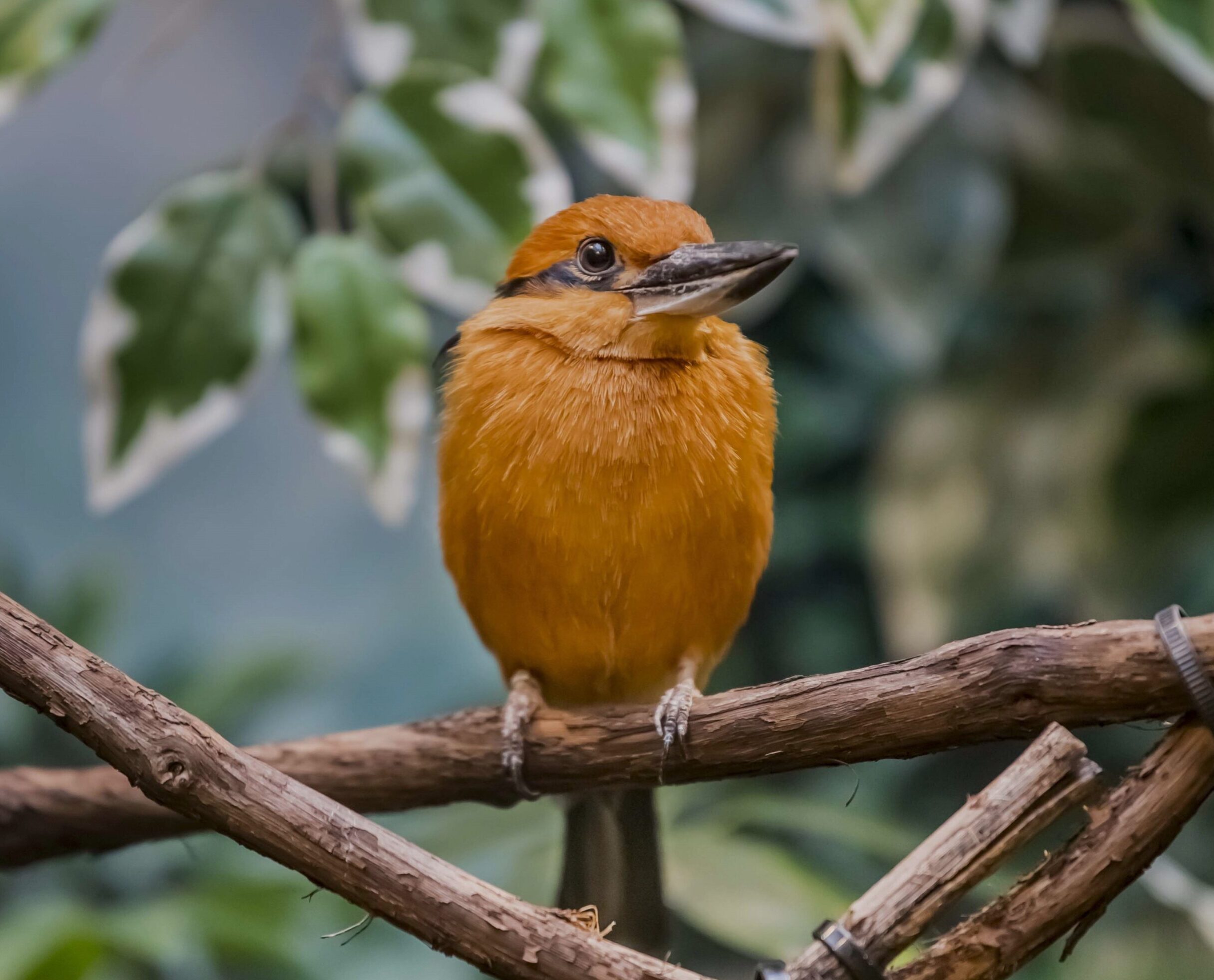 Guam kingfisher bird sitting on a branch
