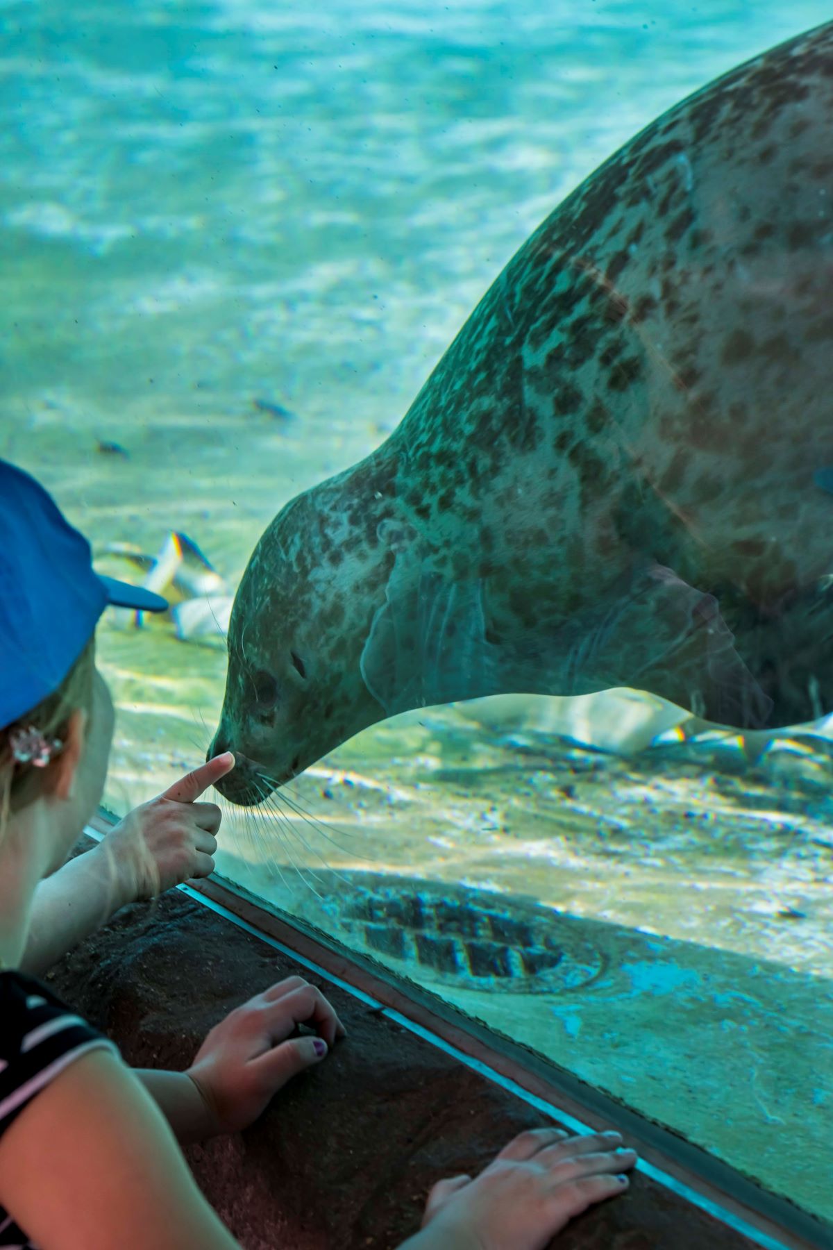 A New Harbor Seal Arrives At The Zoo! - Milwaukee County Zoo