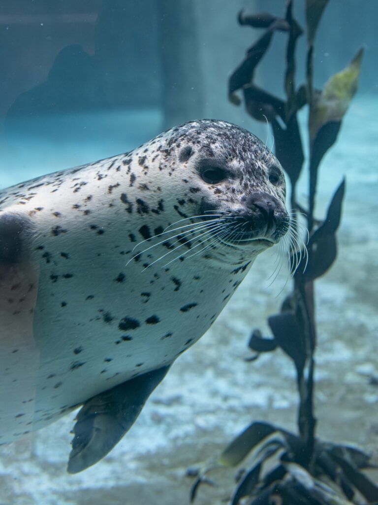 Harbor seal swimming underwater