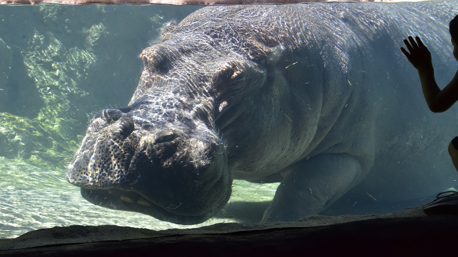 Hippopotamus Milwaukee County Zoo