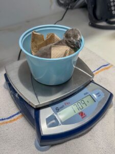 Humboldt penguin chick being weighed on a small scale