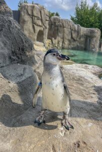 Humboldt penguin chick looking around his outdoor habitat