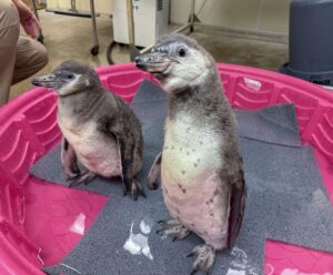 Two Humboldt penguins chicks standing in a kiddie pool