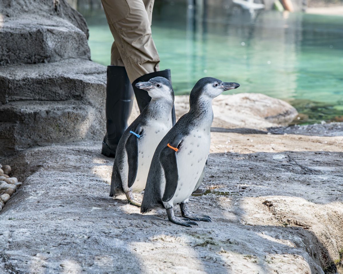 Humboldt penguin chicks standing in their new outdoor habitat
