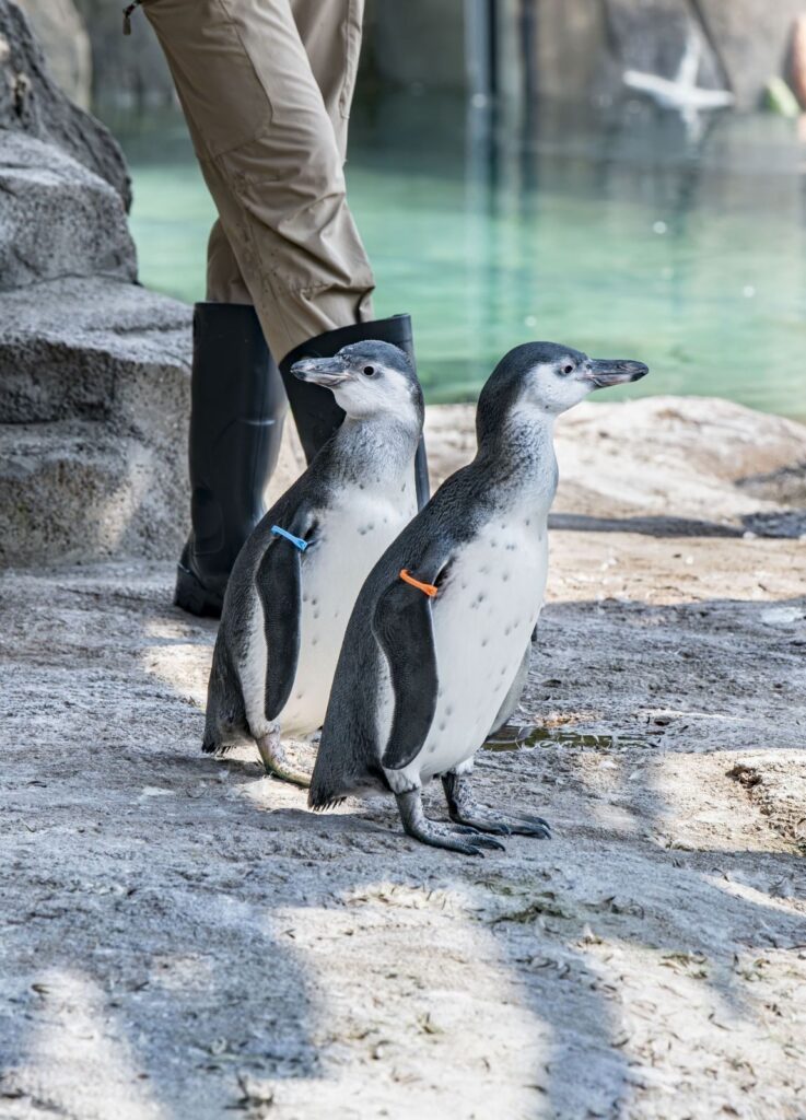 Humboldt penguin chicks stand with a zookeeper in their outdoor habitat