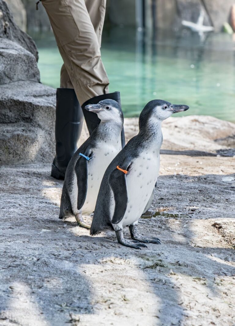 Humboldt penguin chicks stand with a zookeeper in their outdoor habitat
