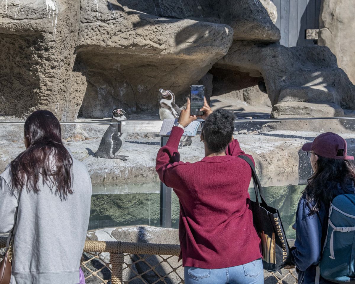 People taking photos of the Humboldt penguins