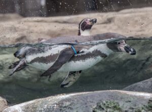 Humboldt penguins swimming in the water