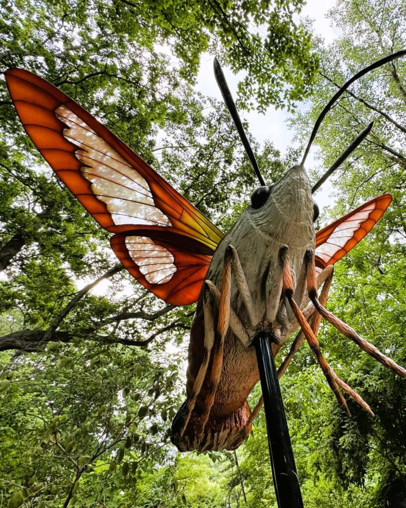 Giant hummingbird clearwing moth