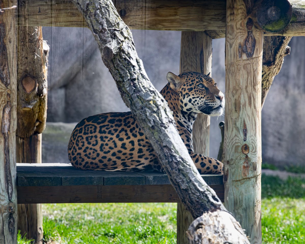 Jaguar sitting on a shaded platform
