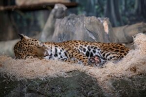 Jaguar sleeping, curled up on a rock