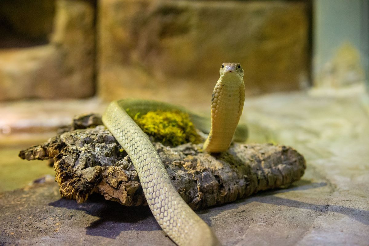 Yellow Cobra Animal Facts