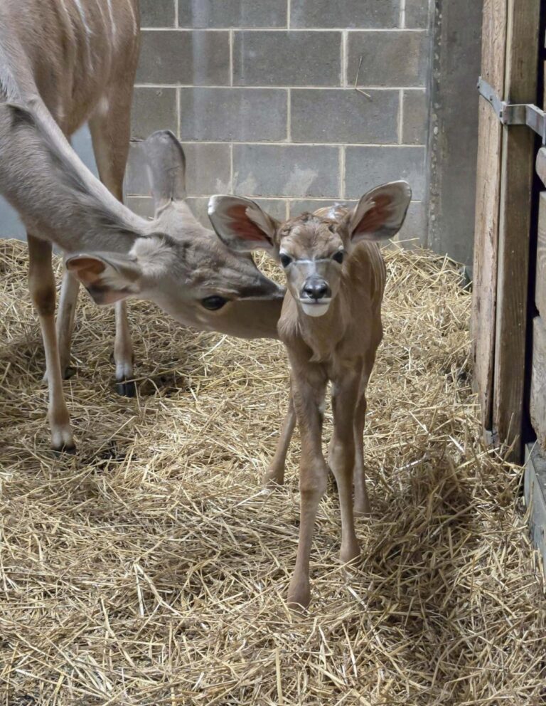 The new Greater kudu calf being sniffed by his mom