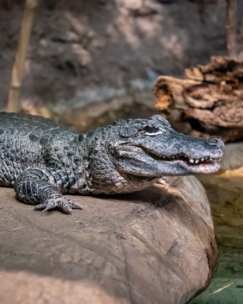 Chinese alligator Yin sitting on a rock