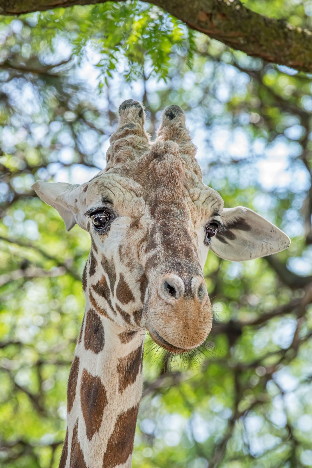 Animal Updates Archives - Milwaukee County Zoo