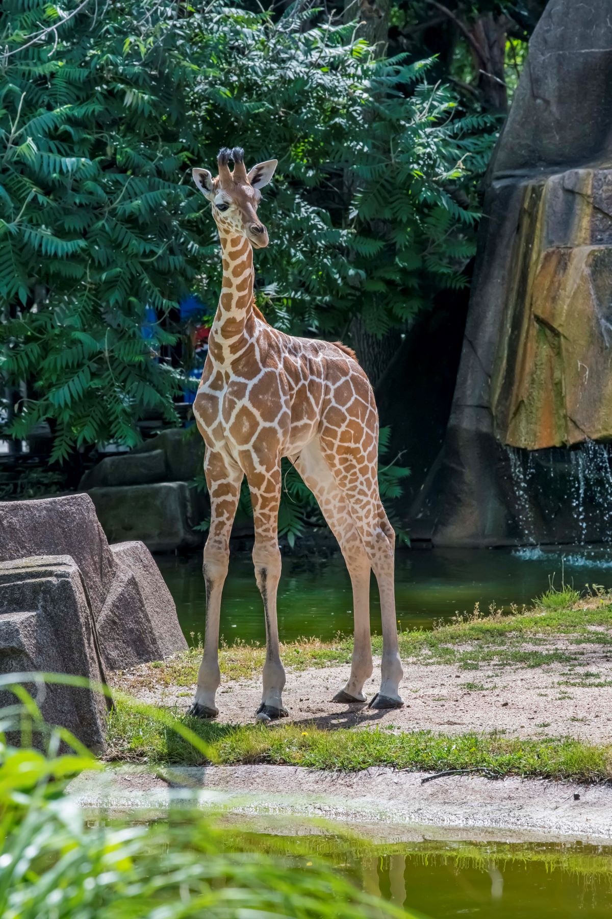 Giraffe, Poppy, Transfers to a New Home - Milwaukee County Zoo