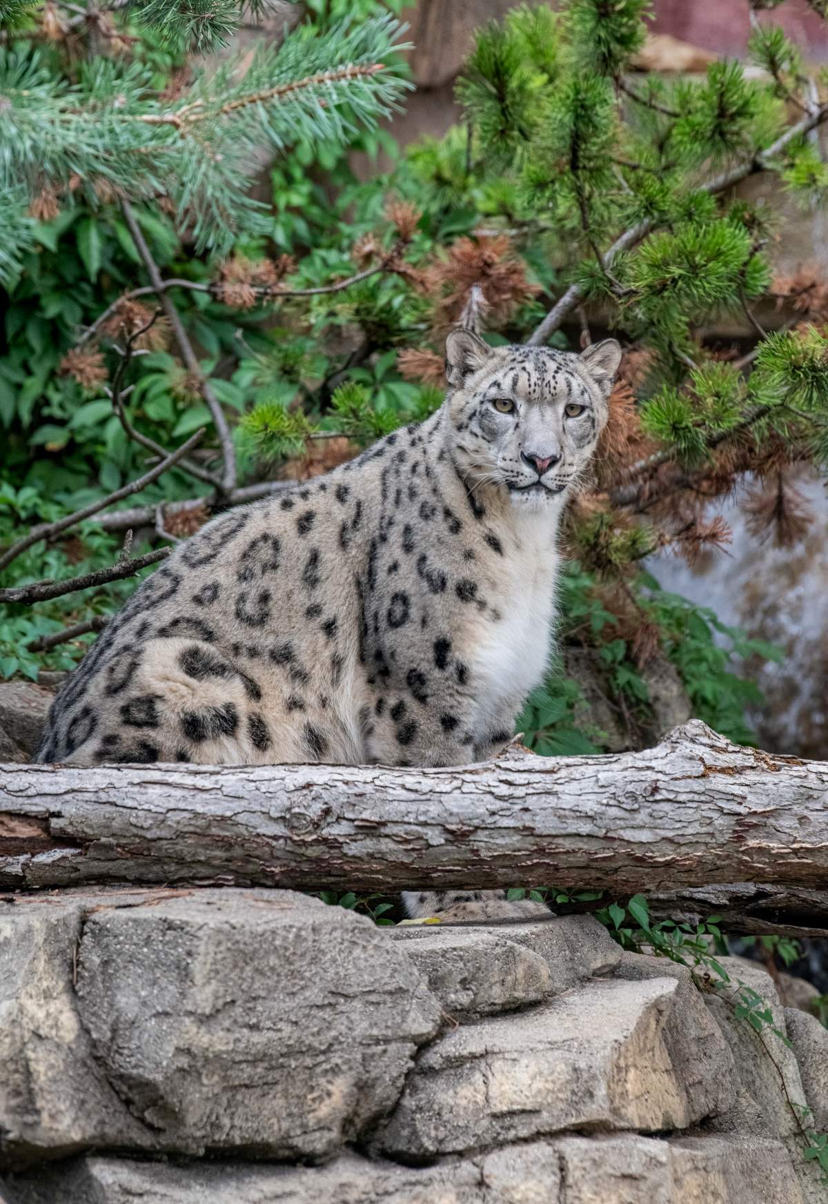 New Male Snow Leopard Makes Public Debut - Milwaukee County Zoo