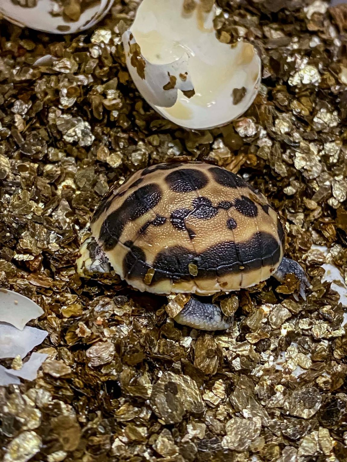 Rare Northern Spider Tortoise Hatches - Milwaukee County Zoo