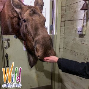 Wild Connections - Moose