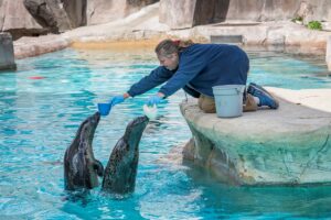 Zookeeper target training with two harbor seals