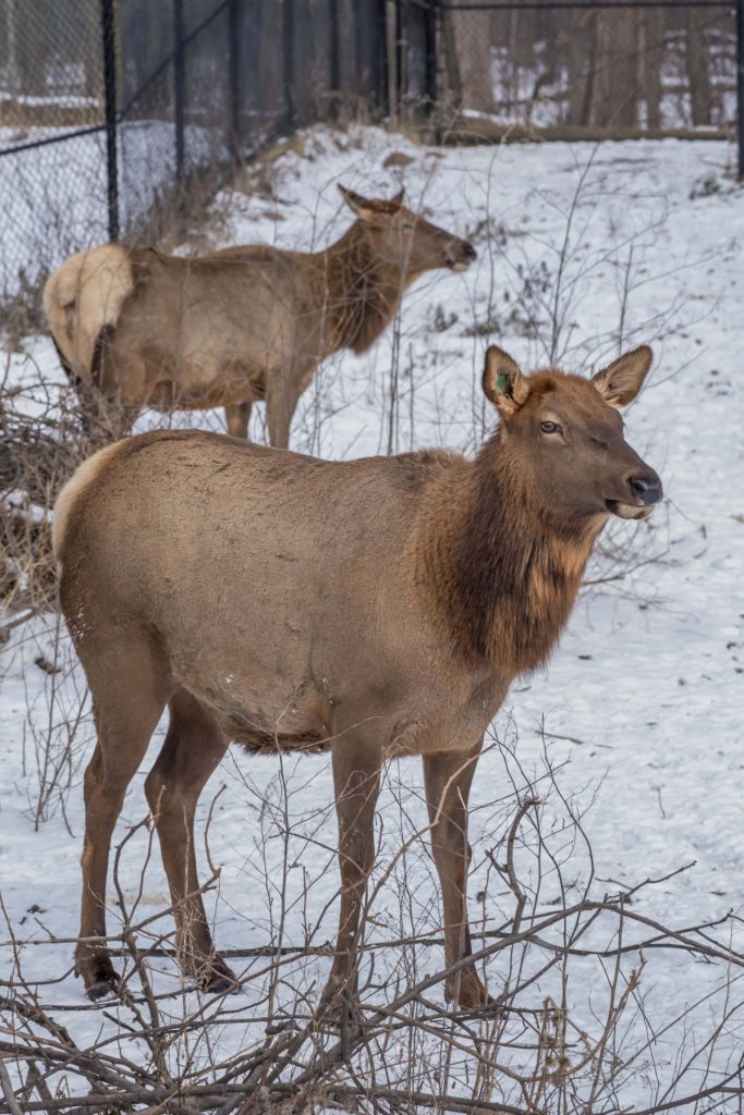 Snow on the Hoof: How Deer, Elk and Other Western Wildlife Cope in Harsh  Winters - Cool Green Science