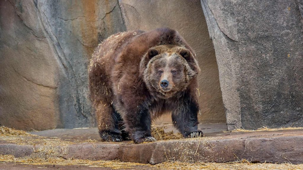 Grizzly Bear  San Diego Zoo