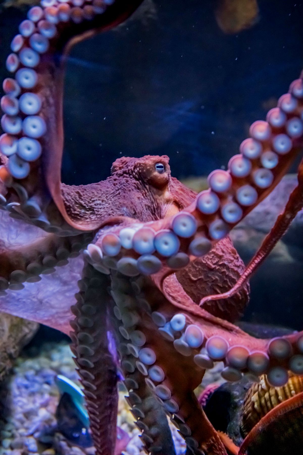 Giant Pacific Octopus, Chalupa, Dies - Milwaukee County Zoo