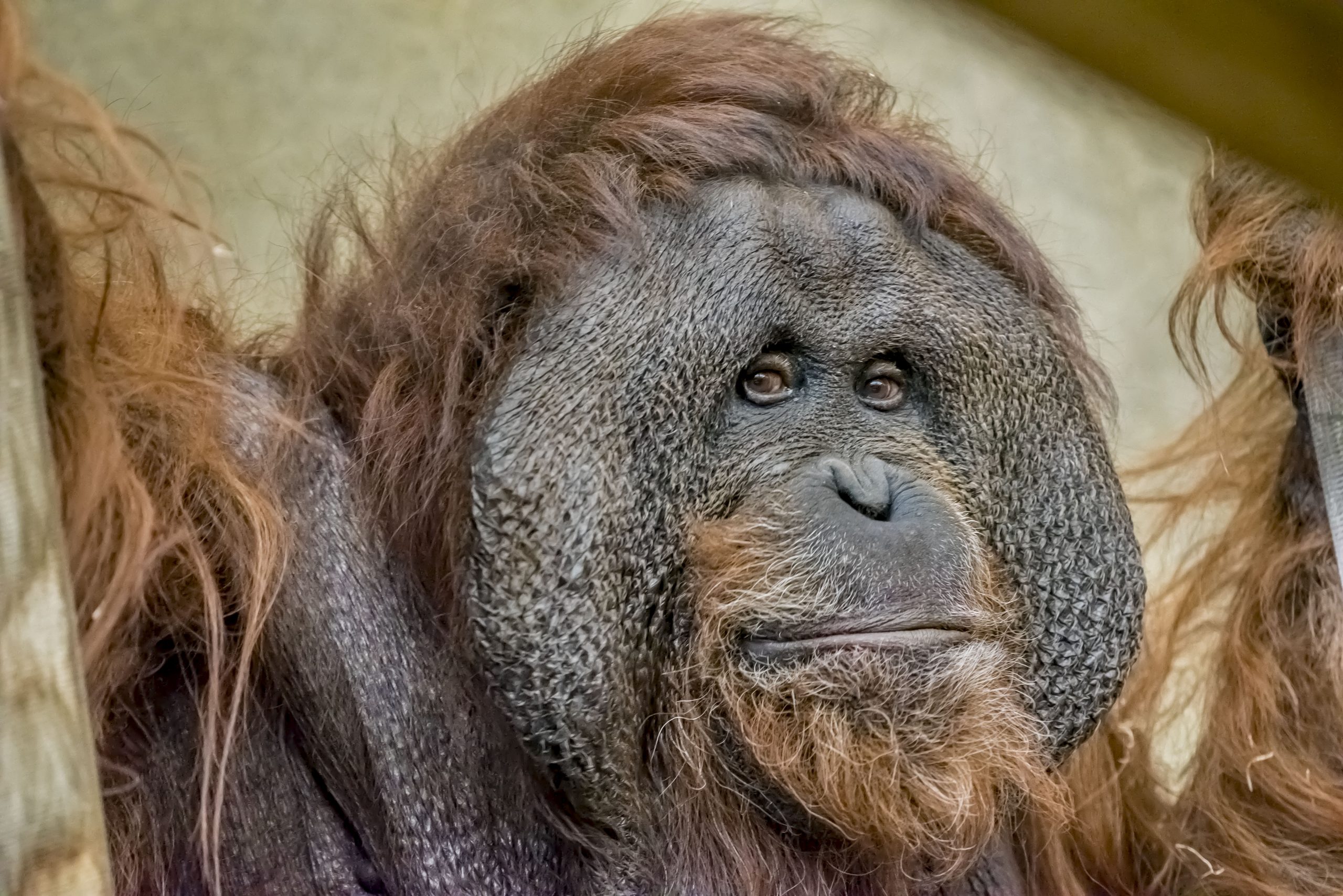 Orangutan - Milwaukee County Zoo