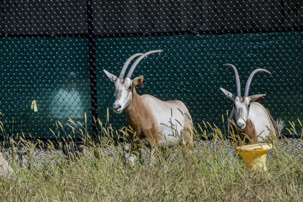 New Animals Take Up Residence - Milwaukee County Zoo